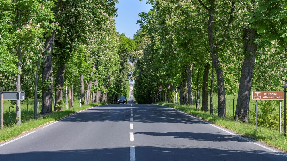 Blick auf Schloss Moritzburg durch die Schlossallee mit blühenden Rosskastanien, Teil der Deutschen Alleenstraße 2025 © Simonsen Freianlagen Freiraumplanungsgesellschaft mbH Dresden, Grit Doerre