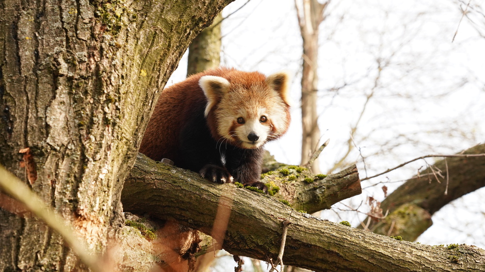 Kleiner Panda Jackie  © Zoo Dresden