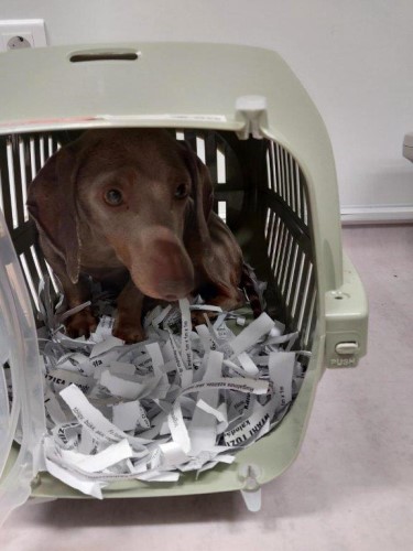 Hundewelpen © Bundespolizei