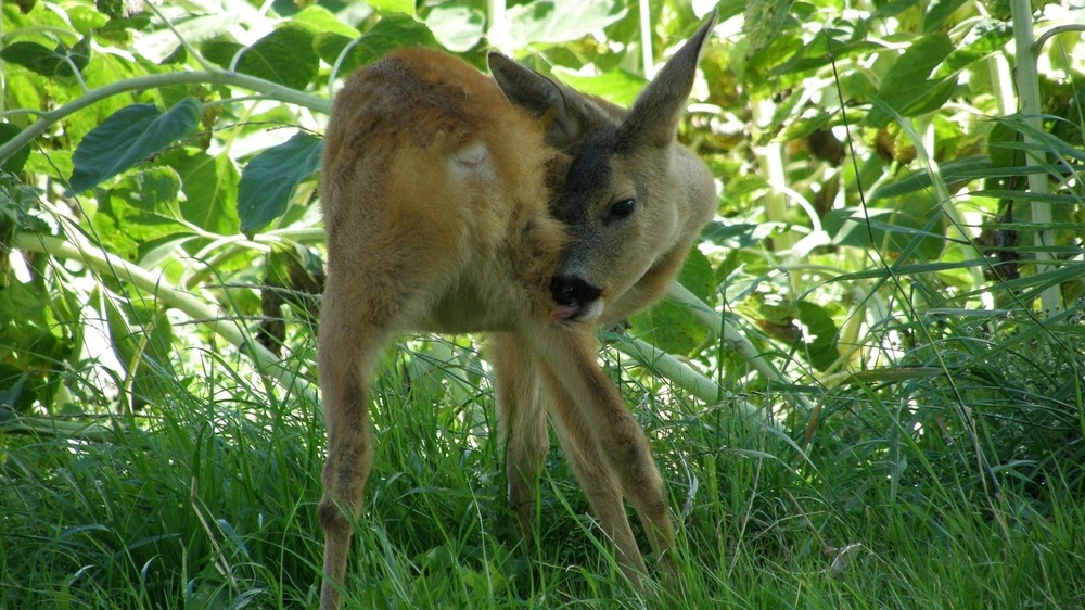Rehkitze und Bodenbrüter bei der Frühjahrsmahd schützen. Foto: Traumfaenger (Pixabay)