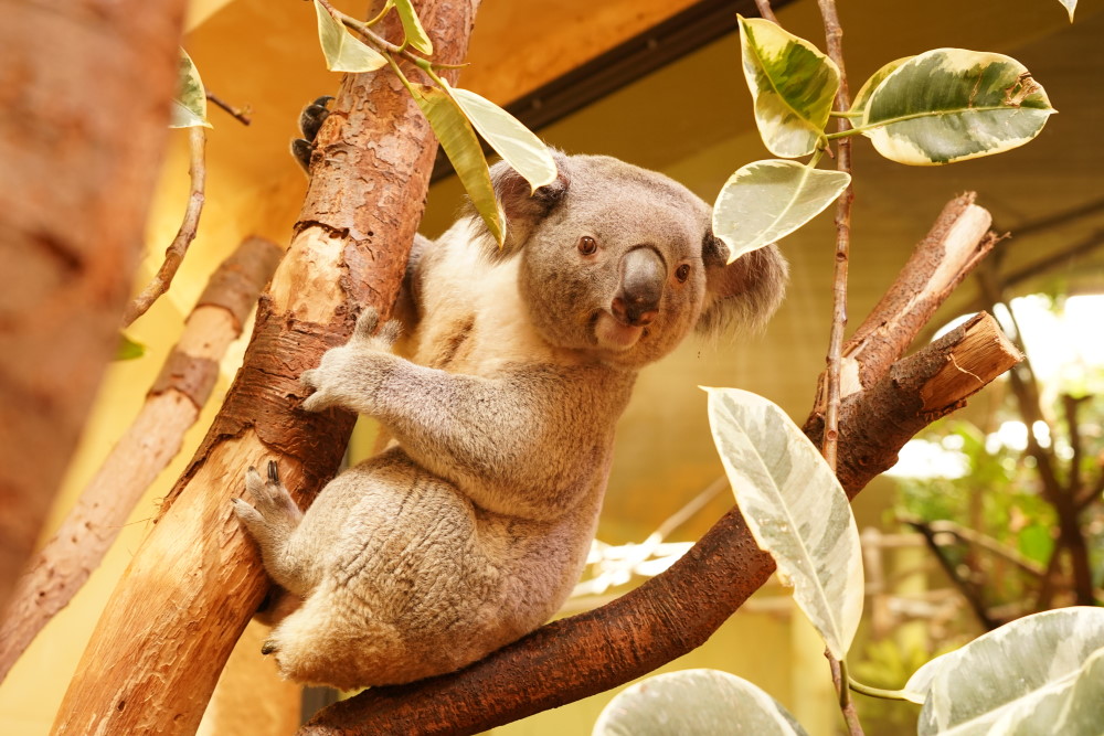 Foto: © Zoo Dresden