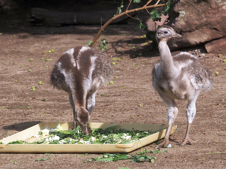 Darwinnanduküken auf der Patagonienanlage von Südamerika © Zoo Leipzig