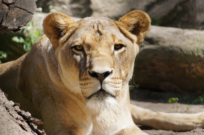 Löwe Layla Zoo Dresden Sommer 2017. Foto:Zoo Dresden