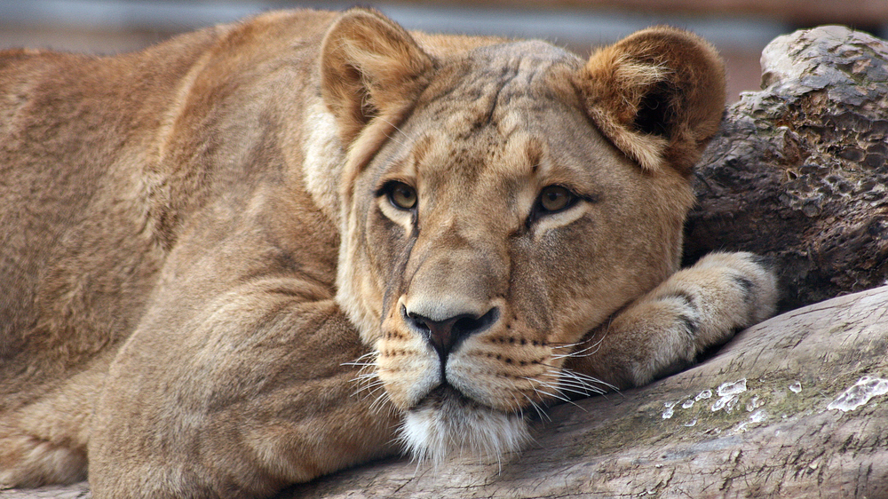 Löwin Layla Zoo Dresden 2009 . Foto: Zoo Dresden /Annelie Wolf
