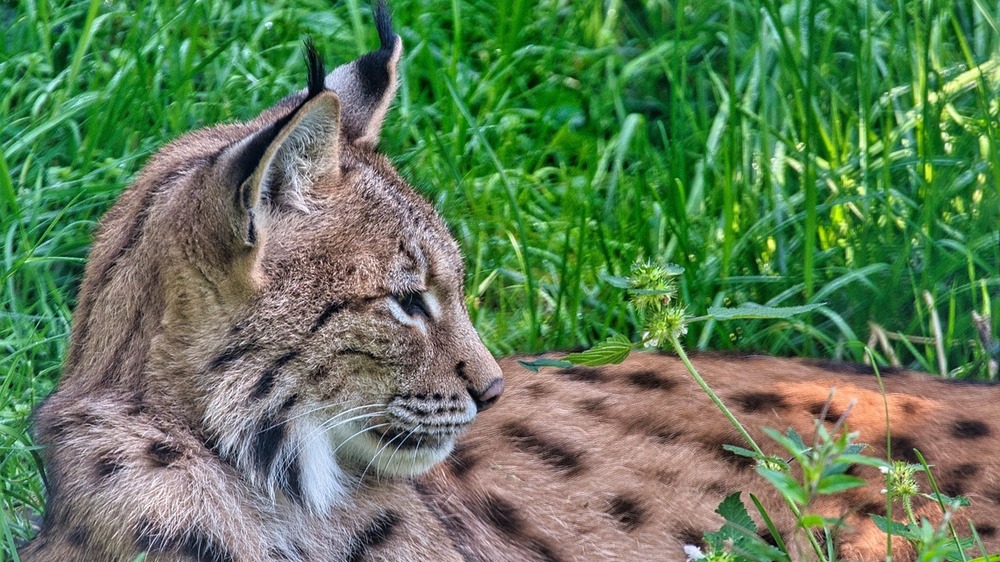 Der eurasische Luchs ist auch in Sachsens Wäldern zu sehen Foto: Manfred Antranias Zimmer (Pixabay)