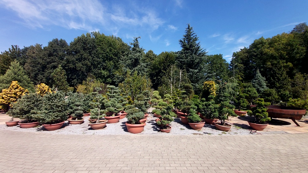 Im Pflanzengarten hinter der Orangerie kann man sich über die seltenen Pflanzen und Gehölze informieren und diese auch kaufen. Foto: MeiDresden.de