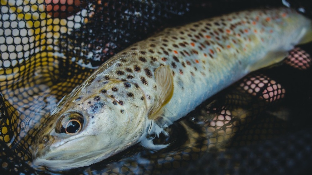 Wer den Lausitzer Fisch lieber selbst zubereitet, kann ihn direkt bei den Teichwirtschaften der Region kaufen. Foto:Jaroslaw Chodan (Pixabay)