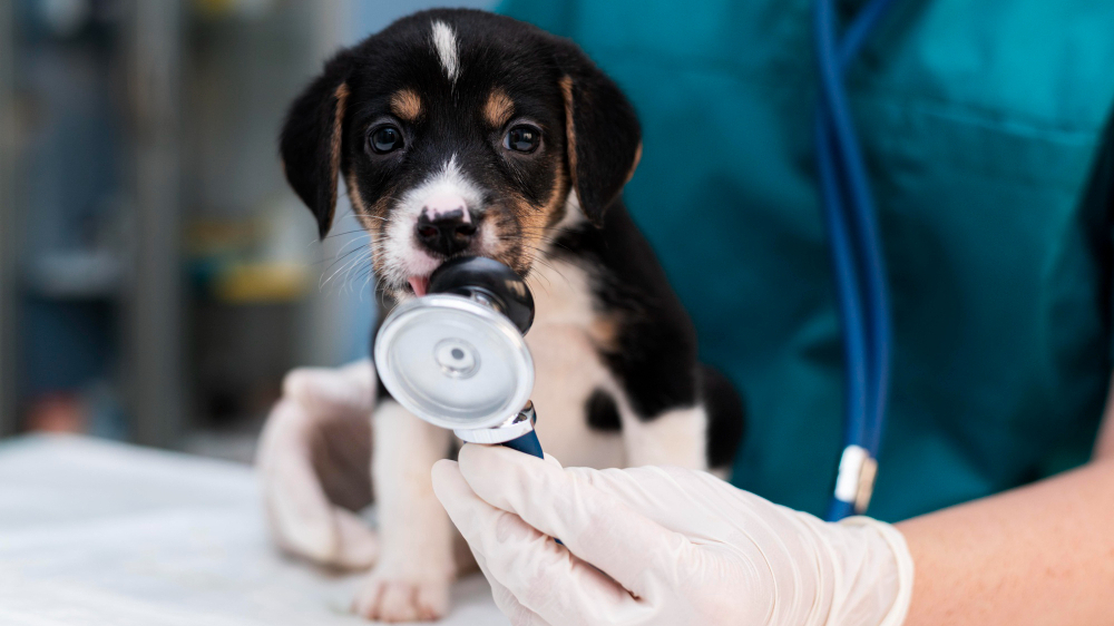 Tierkrankenversicherung: Lohnt sich die Absicherung gegen hohe Tierarztkosten?. Foto: Magnific