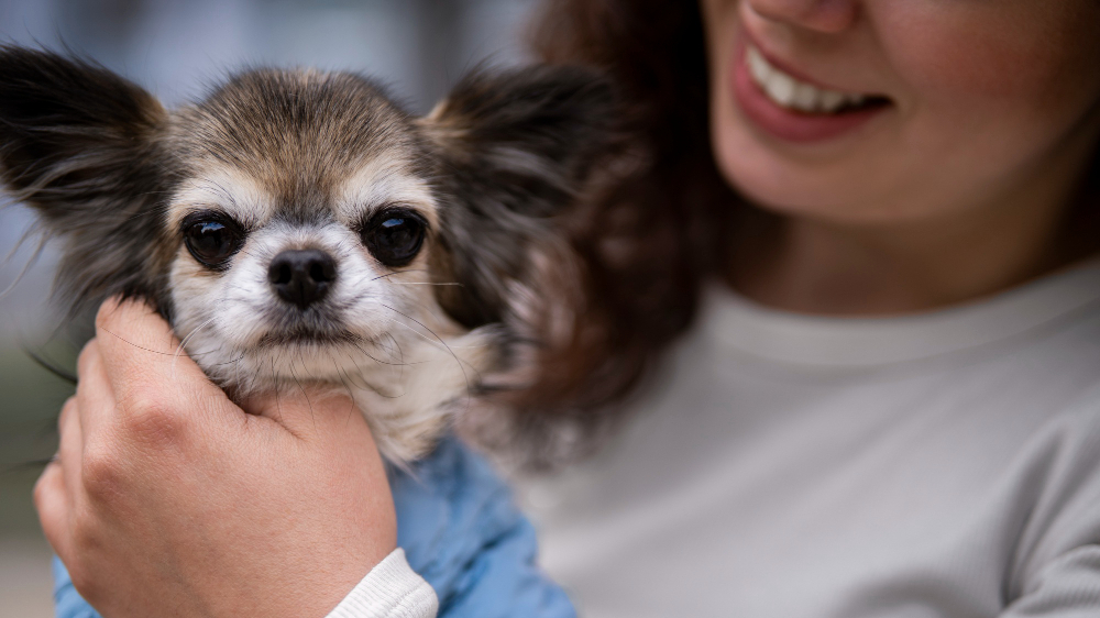 Tierkrankenversicherung: Lohnt sich die Absicherung gegen hohe Tierarztkosten? Foto: Magnific