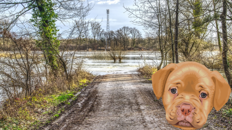 Hochwasserkatastrophe trifft auch Tiere und die Tierheime © MeiDresden.de (Symbolfoto)